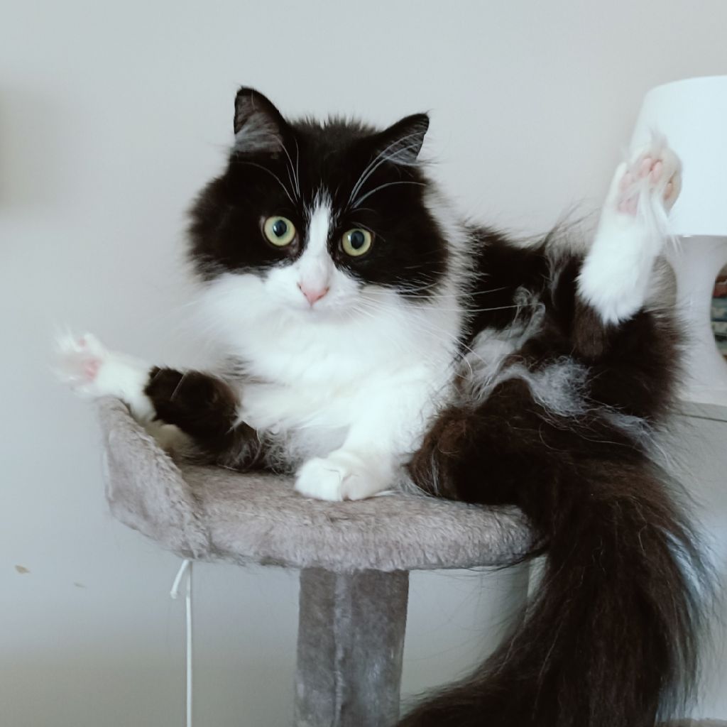 ドアノブ子🚪🇬🇧*･  