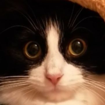 ドアノブ子🚪🇬🇧*･  