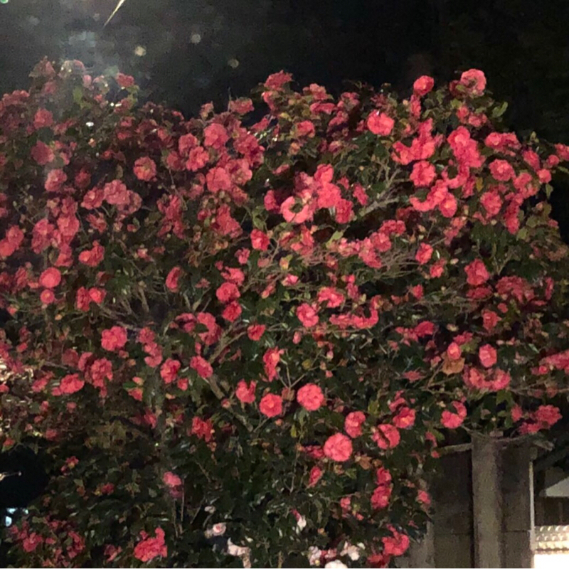 >022「仮面ライダーのはなし(記憶薄め)」11:29