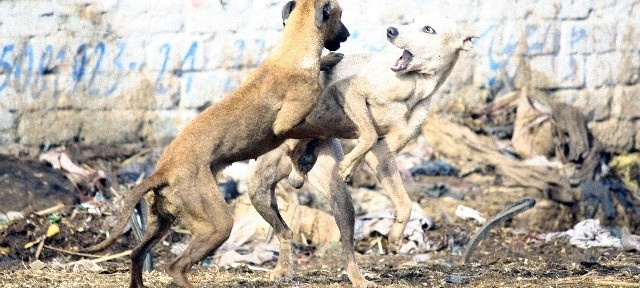 #4野犬vs私(後編)