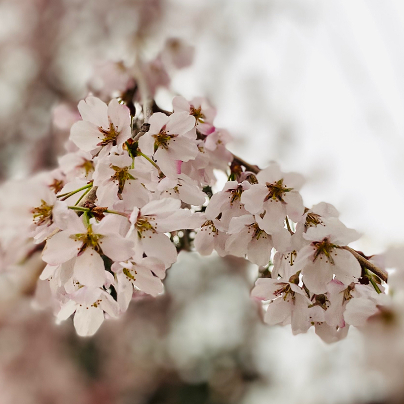 #12 東京を離れて1年。2年目の仙台桜🌸