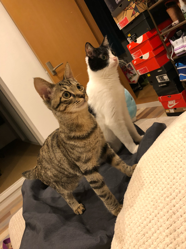 おしゃべりしてみた