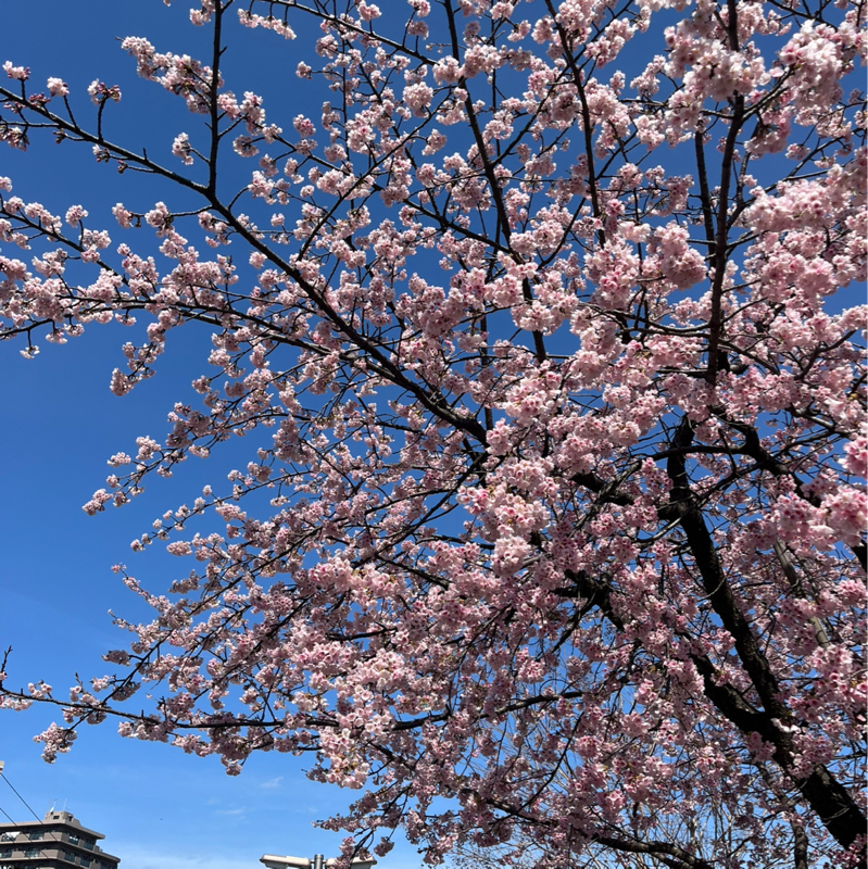 ｺｼﾞﾛｳﾀ☕️3/14-15成田コーヒーフェス、3/14-22 フィロコフィア表参道店1周年イベント