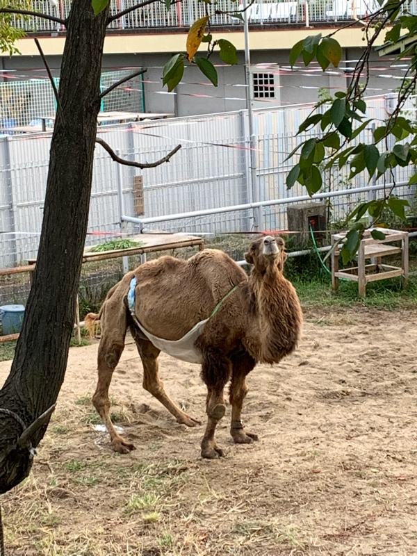 動物園に行くの巻 from Radiotalk episode artwork