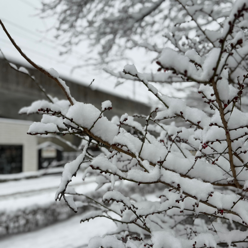 第211回　「アンパンと酒饅頭のお話し」などなど…雪の東京からお送りいたします。