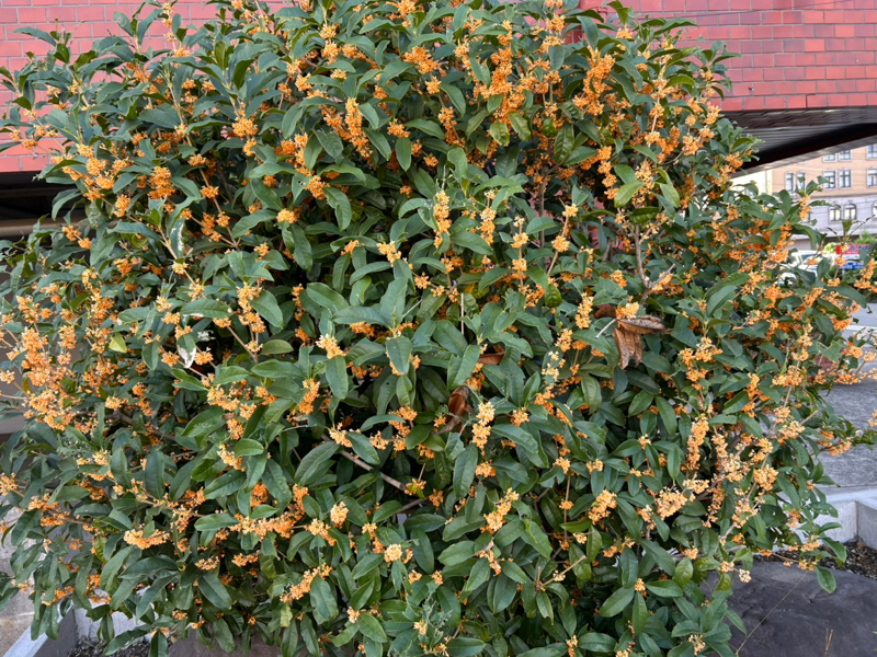 金木犀の咲く頃