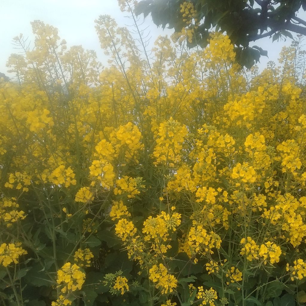 Close to you（Carpenters）