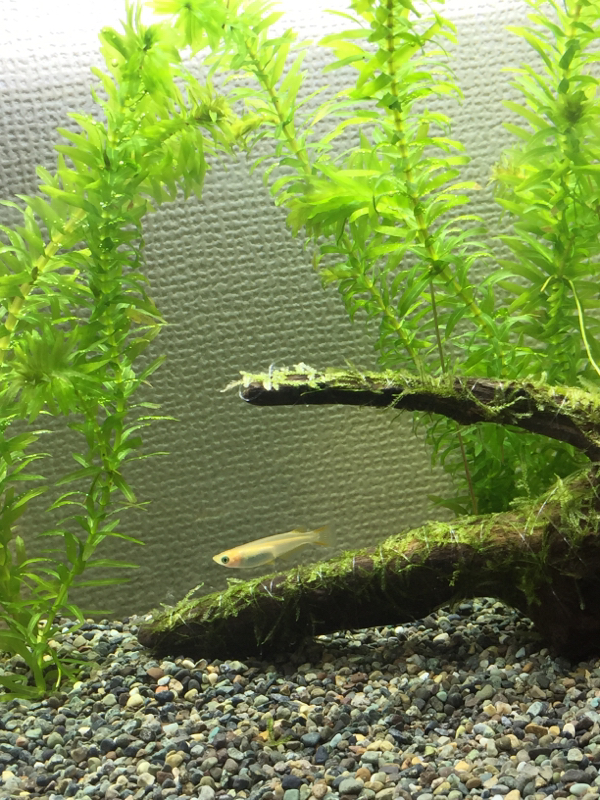 ふじお・るこ・エンロクの酔いどれラジオ