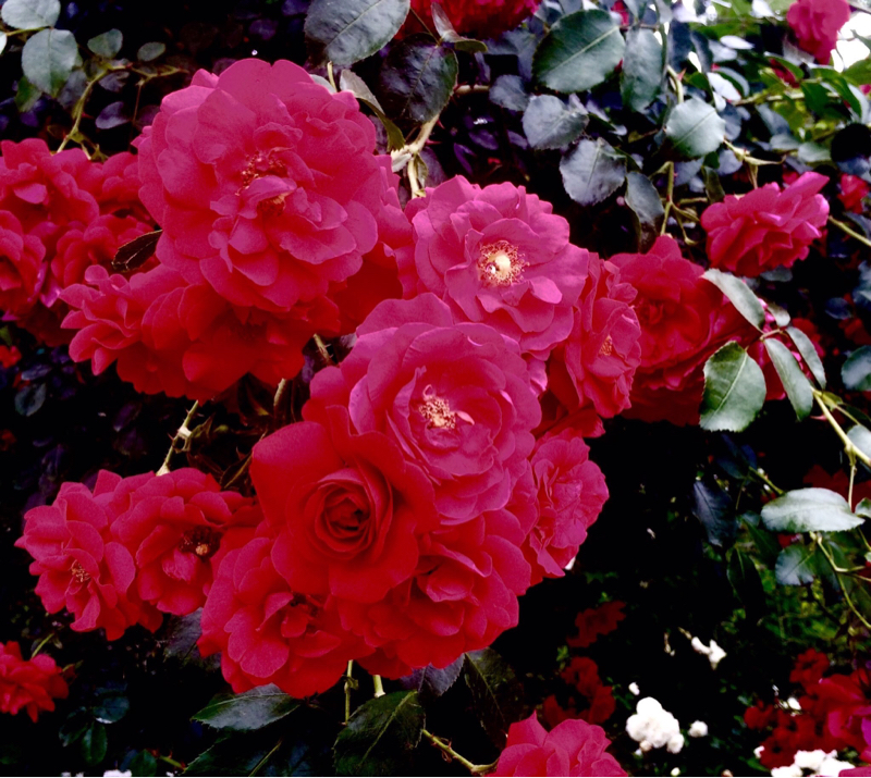 原作と夢と私と 2