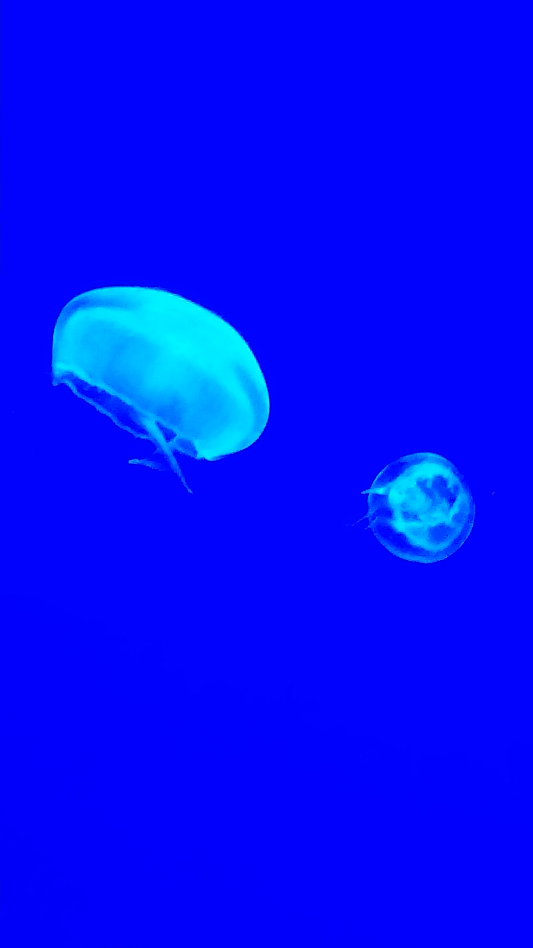 第38回  朝のぐだぐだ