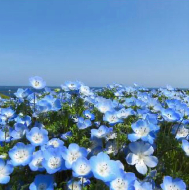 瑠璃唐草  ピアノのみ