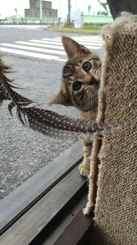 他の客かと思ったらラジオかよ