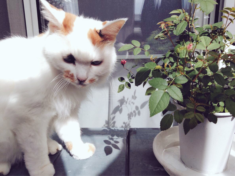 名前変換の無い女