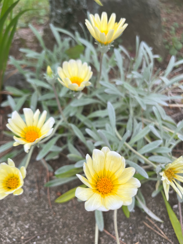 #221 3男の九九の話と私の英会話の話