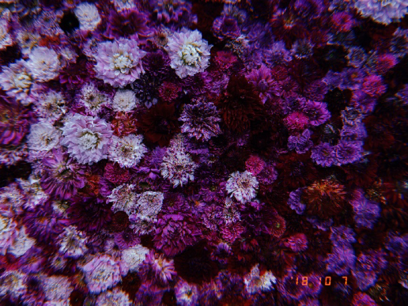 #３ 花言葉と呪い