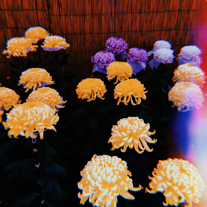 #７ 外伝・八幡の藪