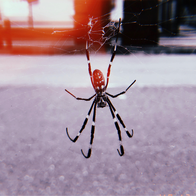 #１３ 蝶と蜘蛛