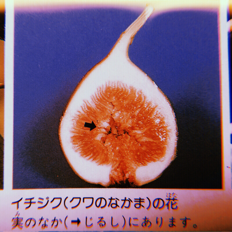 ＃１４ 無花果と蜂