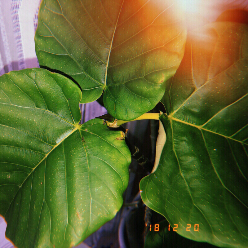 ＃１５ 隠頭花序と鉢