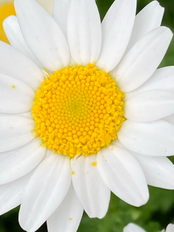 ナノカーの大会🇯🇵 ✨🥇🏆✨