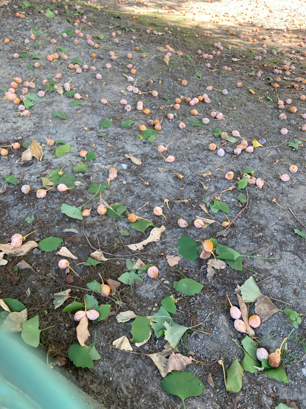 イチョウ　の実は　くっさーーい話🟡🟡🟡