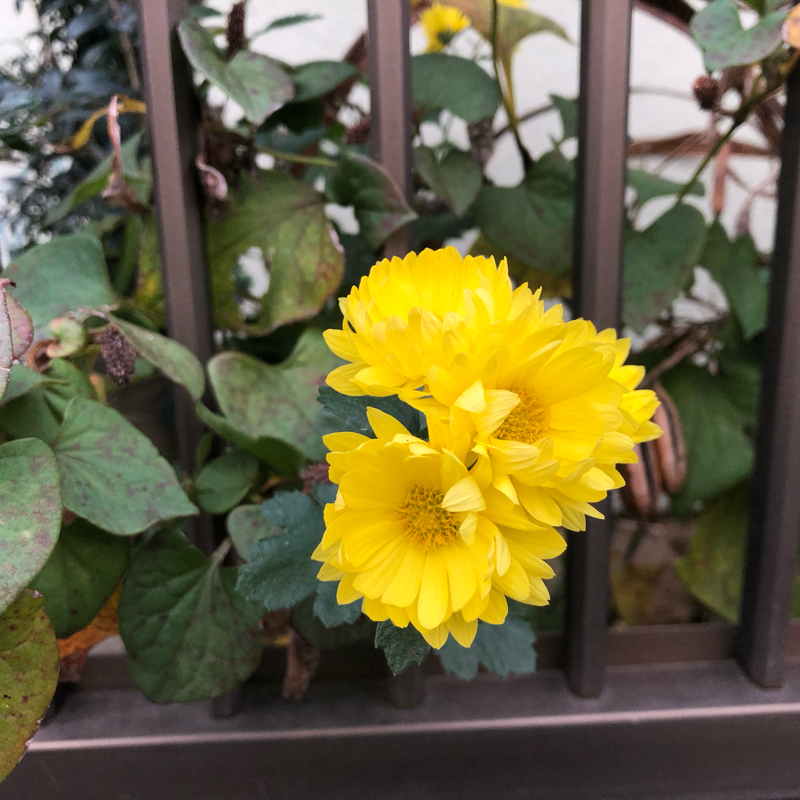 番外・うんまあ