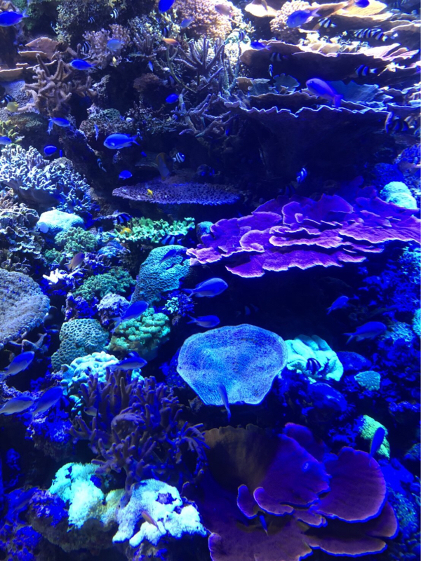 04☆ポケモンと明日の不安