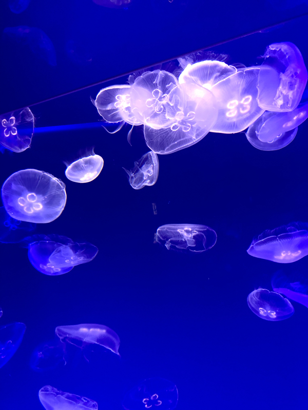 19☆薬の成分まではわからない。。。