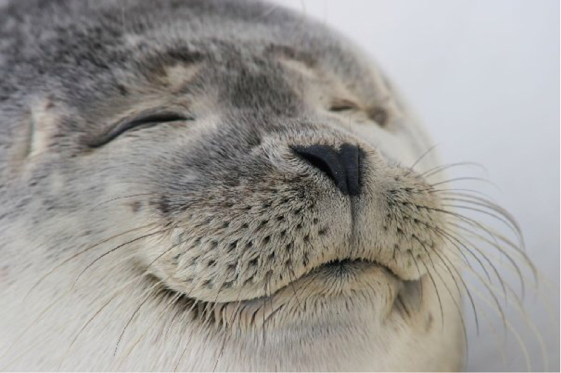 おちんちんびろ〜ん