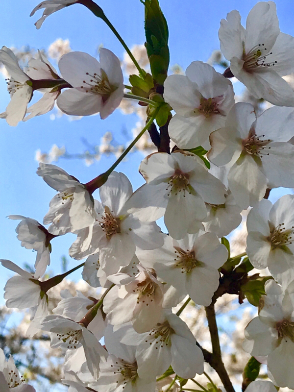 #61：推しと桜を見に来た