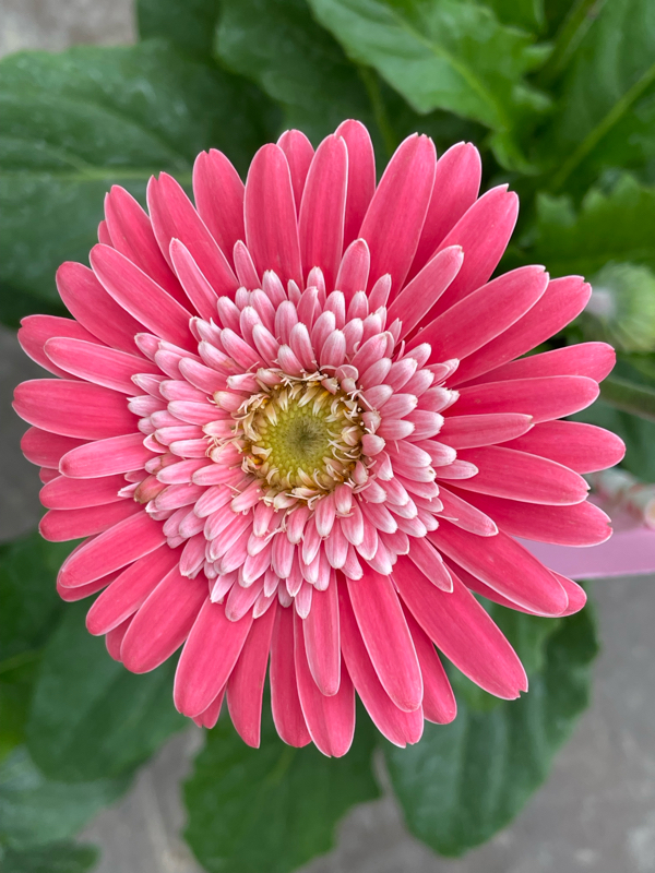 旧約聖書 詩篇103篇13節