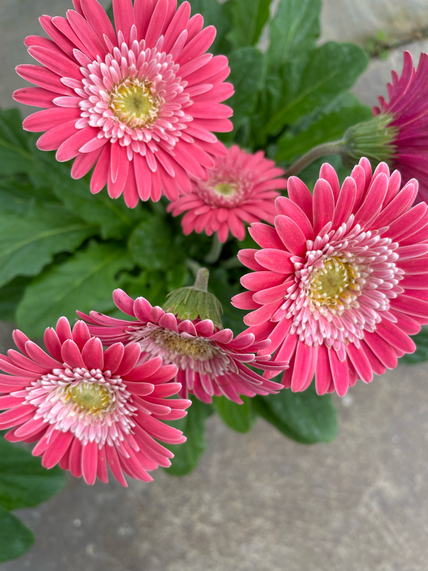 旧約聖書 詩篇119篇105節