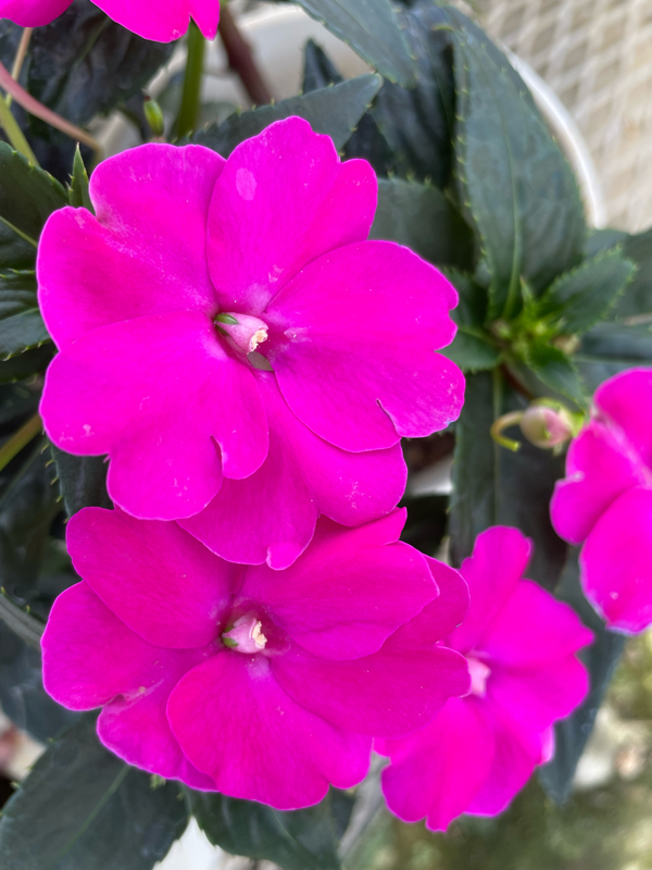 旧約聖書 詩篇130篇5節