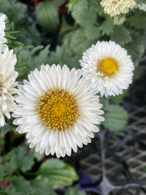 旧約聖書 詩篇73篇25節