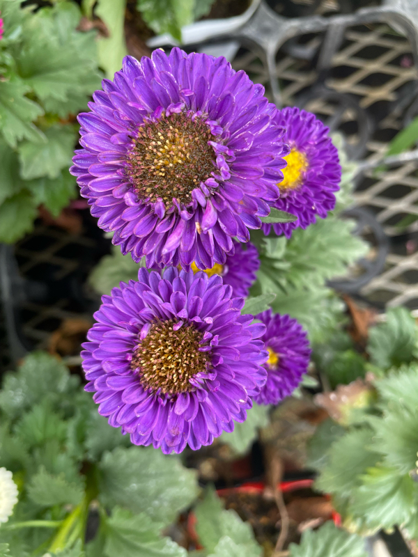 新約聖書 エペソ人への手紙6章7、8節