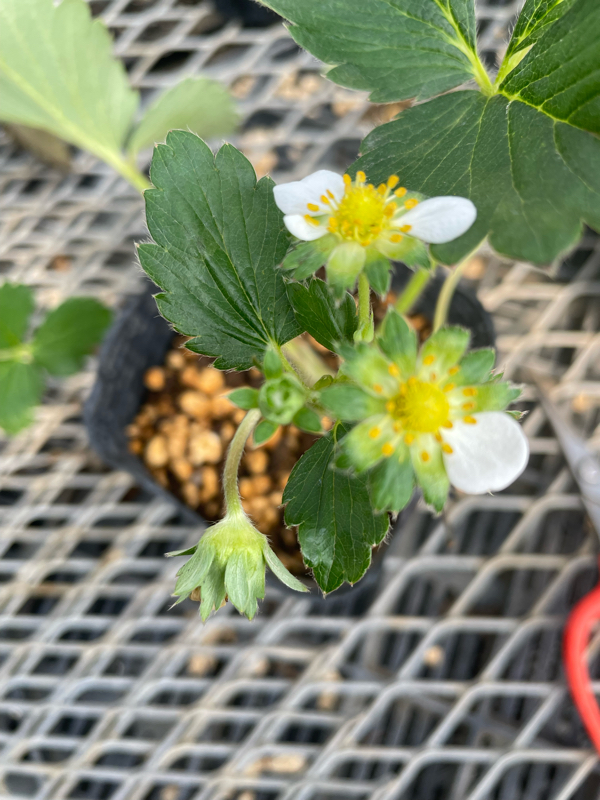 旧約聖書 詩篇92章12節13節