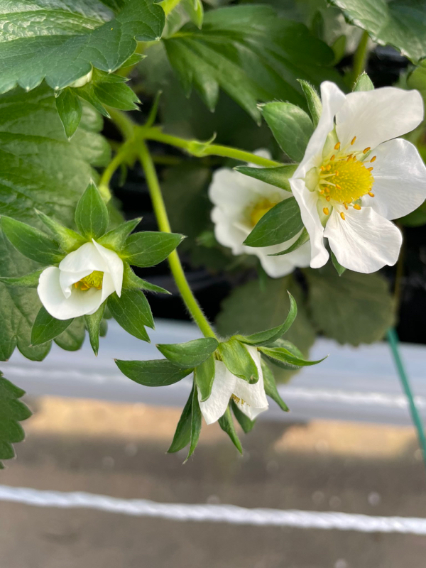 新約聖書 ルカの福音書3章11節