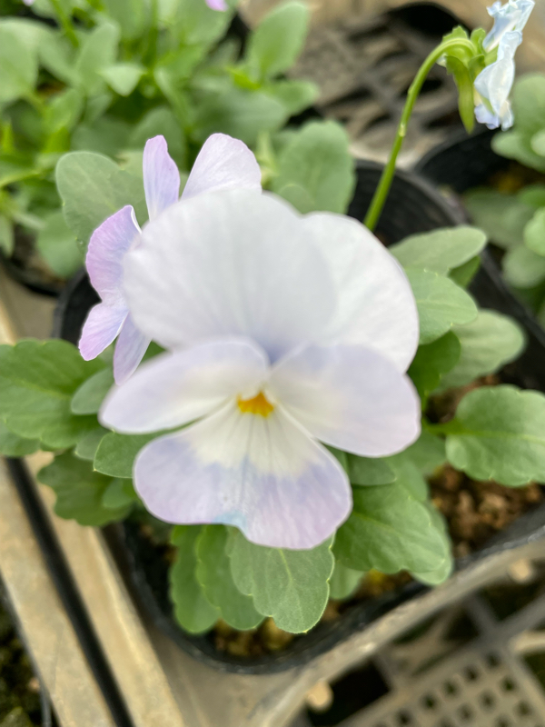 新約聖書 エペソ人への手紙5章1節～2節 ヨハネの福音書15章13節