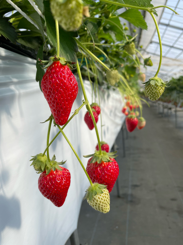 旧約聖書 詩篇27篇14節 詩篇62篇5節