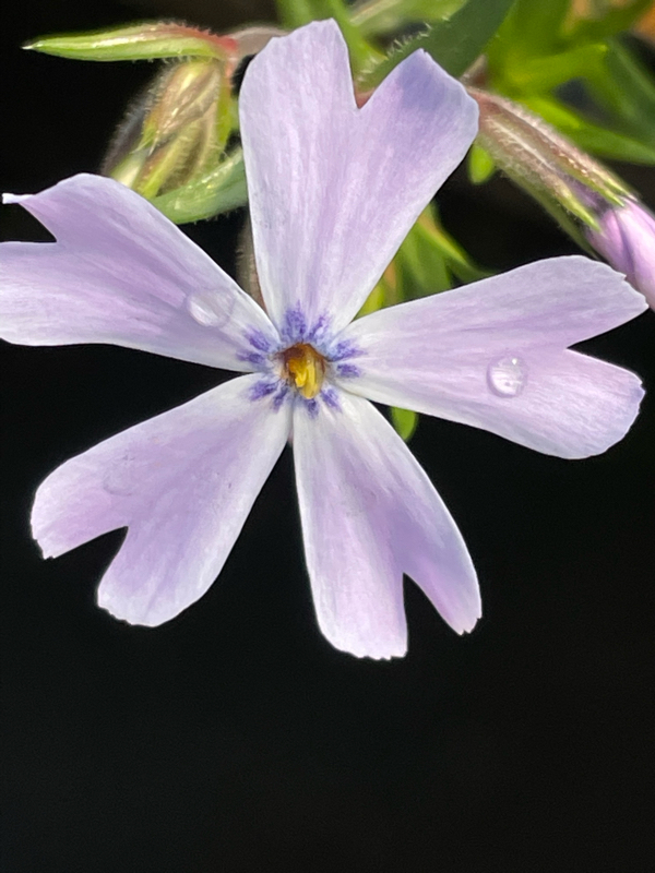 新約聖書 エペソ人への手紙3章17節～19節