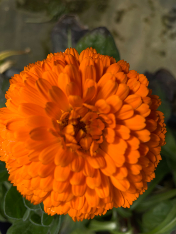 新約聖書 ルカの福音書17章16節19節