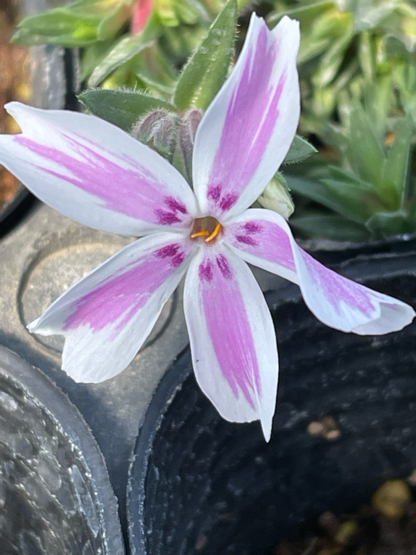 新約聖書 コリント人への手紙第一13章4節～7節