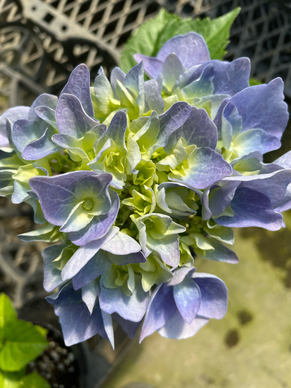 新約聖書 マタイの福音書13章43節