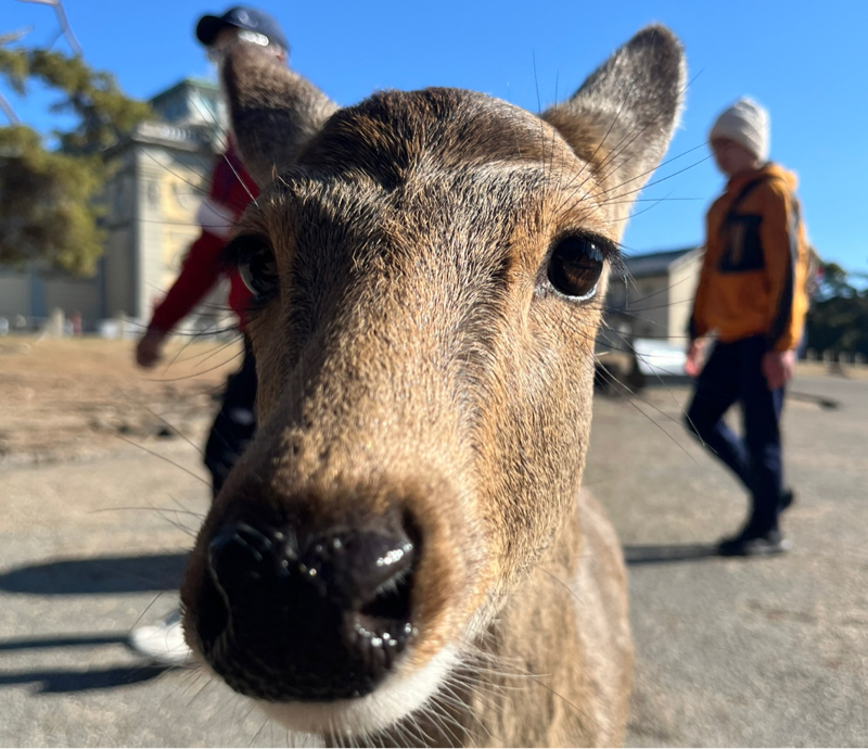みど子の部屋444 鹿アタックくらう