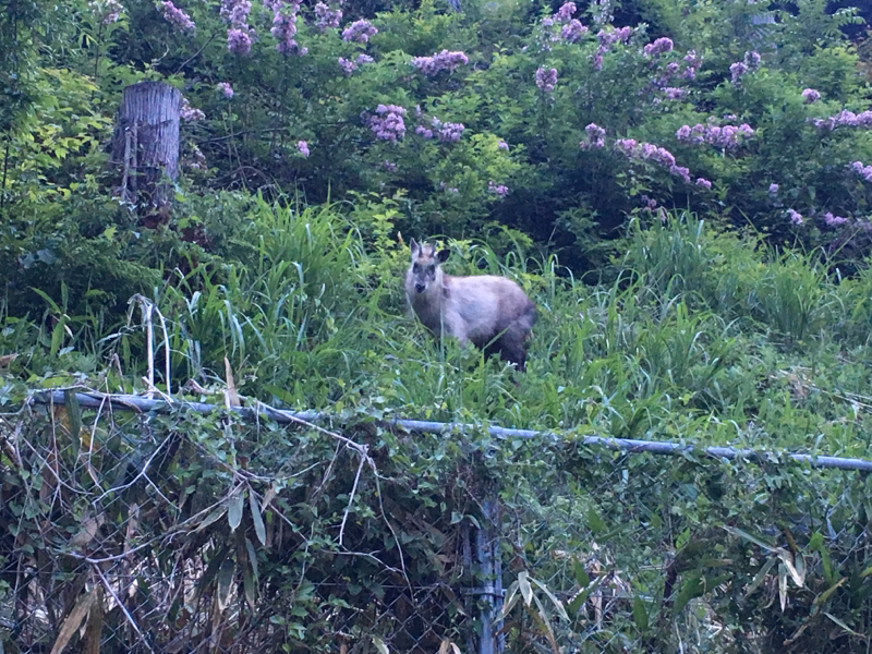 最近発見したおもろいものの話的なやつ