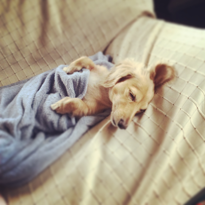 #1 僕と犬の思い出を語りました。