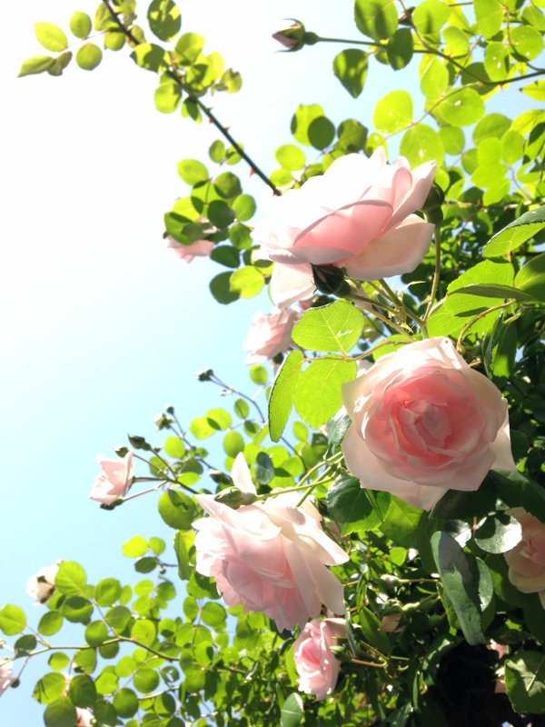 短編サナトリウムについて