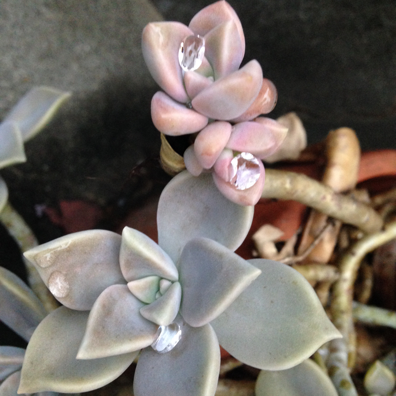 モーム入門短編のすすめ