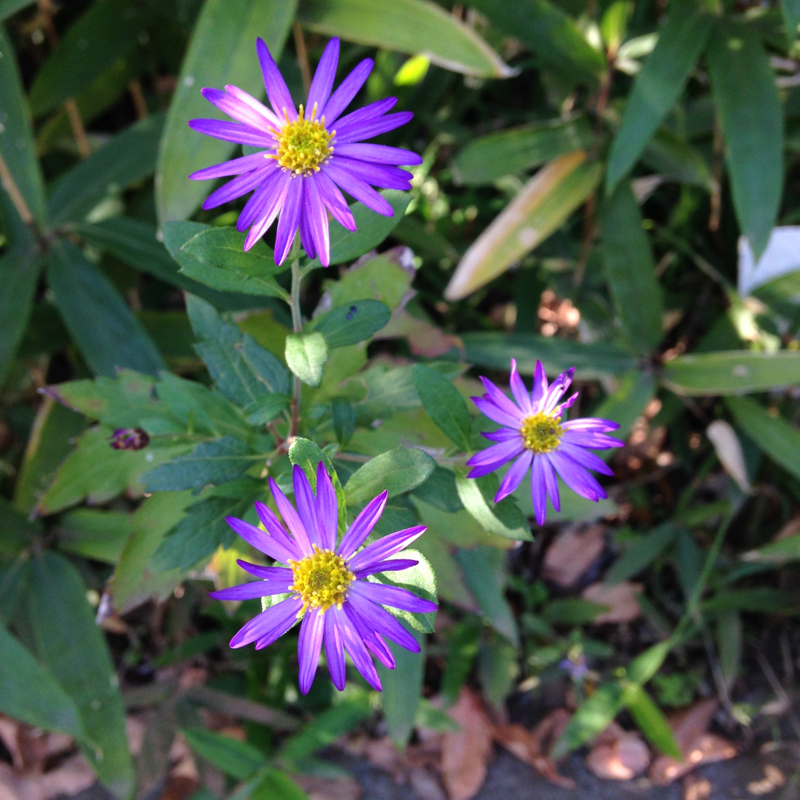 第2期10話次男くんの優しさについて