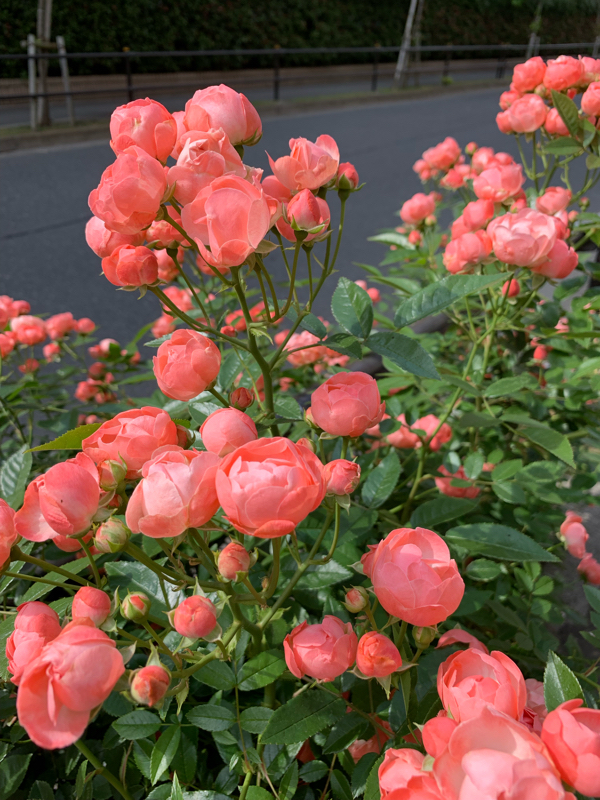 僕の名前を知らない君への設定小話1